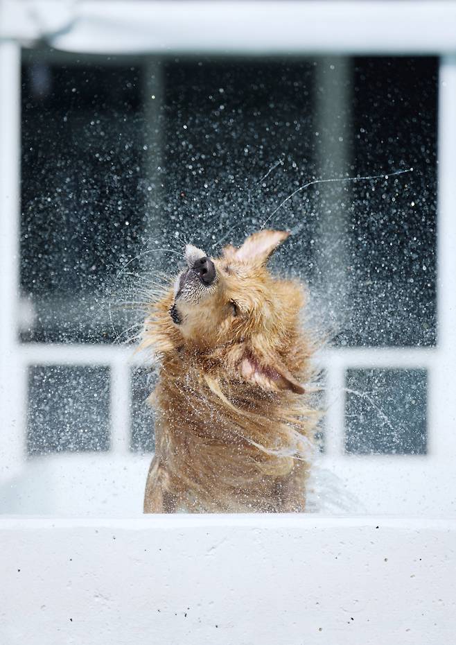 수영을 좋아하는 골든리트리버종이라 수영을 하고 나와 한껏 털면서 털을 말리는 마누의 모습을 포착했다. 2023년 8월/ 사진가 김원범
