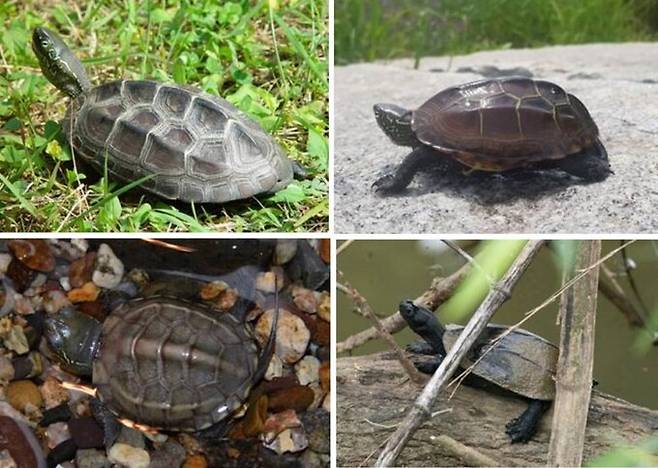 남생이는 과거 물이 있는 곳이라면 어디서나 흔하게 볼 수 있는 친숙한 동물이었지만,서식지 파괴, 수질오염 등의 영향과 붉은귀거북 등 외래·생태교란종이 유입 영향으로 멸종위기에 처해있다. 오른쪽 아래는 수컷 성체가 흑화한 모습. 국립생물자원관 제공