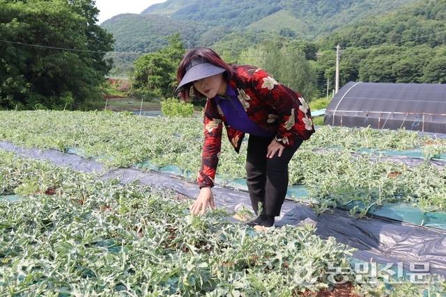 5월29일 오후 쏟아진 갑작스러운 우박에 큰 피해를 본 현인숙씨가 근심스러운 표정으로 수박밭을 둘러보고 있다. 현씨는 농작물재해보험에 단양 노지수박이 조속히 포함돼야 한다고 주장한다.
