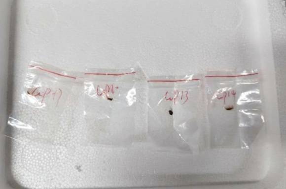 지난해 중국 과학자가 미국에 입국할 당시 배낭에 숨겼던 독성 식물 병원균. 미시간 동부지방법원 제공. AP 연합뉴스