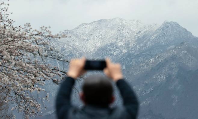 지난 4월 13일 경남 함양군 서상면 한 관광객이 벚꽃과 눈 내린 남덕유산을 휴대폰으로 찍고 있다. /함양군
