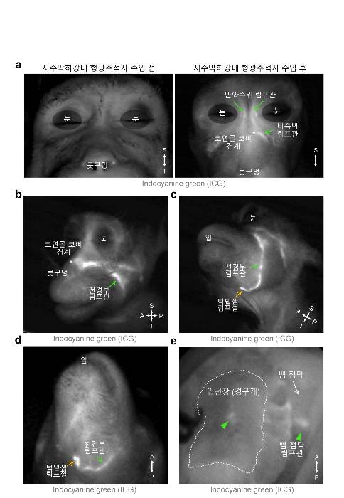 영장류에서 관찰된 뇌척수액 배출 림프관 분포 /사진=IBS