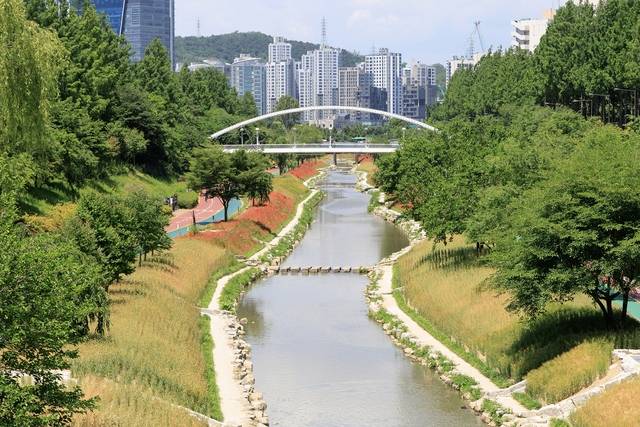 서울 마포구 월드컵천 황금보리밭 전경. 마포구청 제공