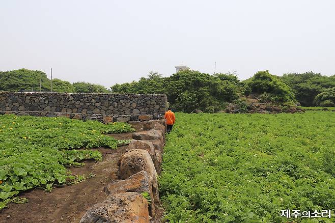 현재 대정읍 충혼탑으로 들어가는 공식적인 길은 없다. 사유지 가장자리를 조심스럽게 따라 들어갈 수밖에 없는 상황이다. ⓒ제주의소리