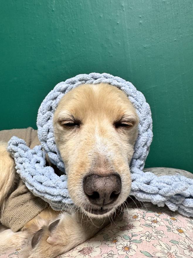 IMG_6874.jpeg 유기견 근황