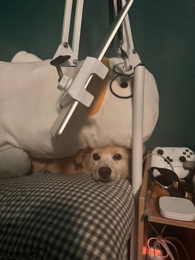 IMG_7262.jpeg 유기견 근황