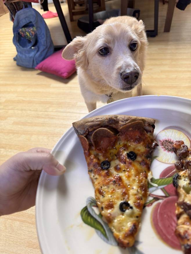 IMG_5251.jpeg 유기견 근황