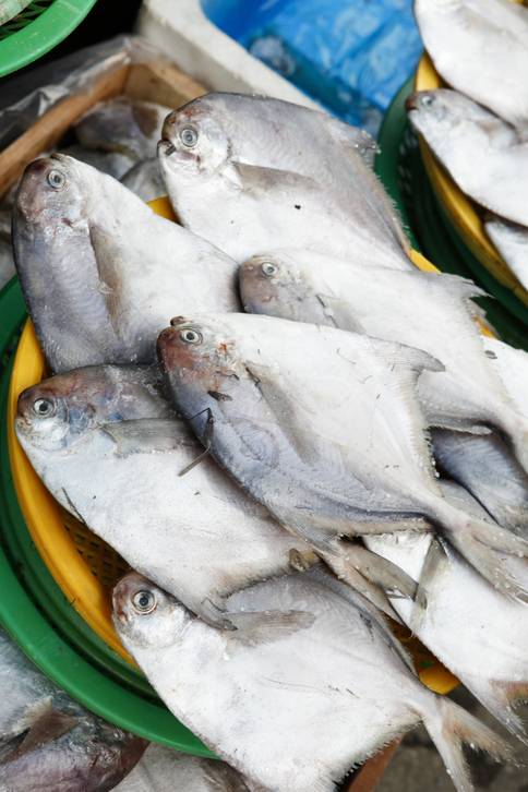 병어 / 사진 = 해양수산부