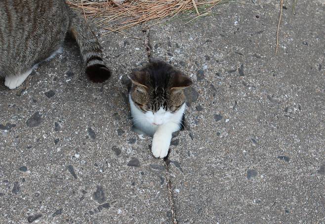 일본 히메시마섬의 명물 ‘터널 고양이’. ⓒ이용한 제공
