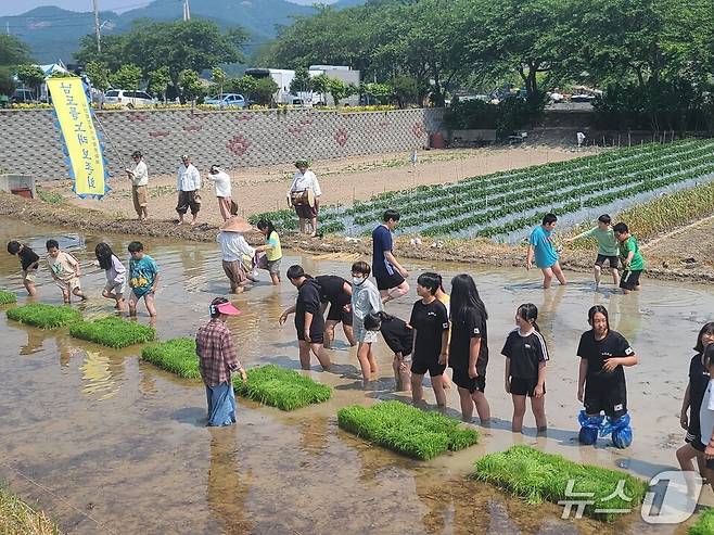 학생들이 '남도들노래' 공연을 관람한 뒤 모내기 체험을 하고 있다.(전남도교육청 제공, 재판매 및 DB 금지)