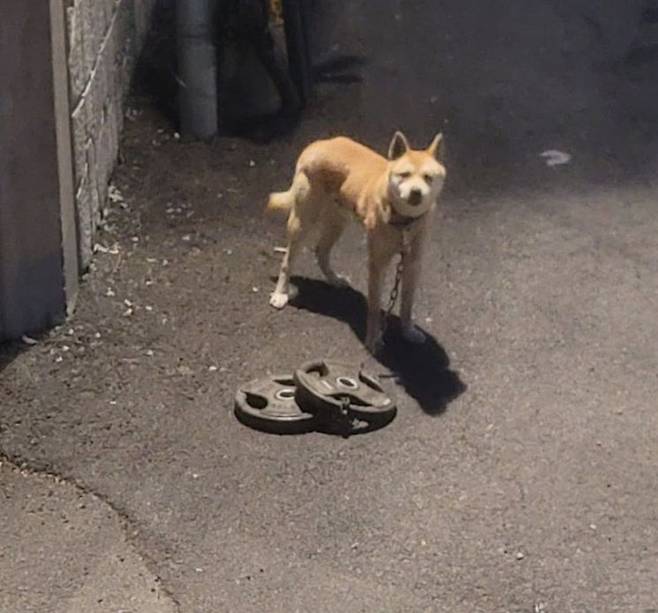 목줄에 쇳덩이가 달린 유기견의 모습. 인스타그램 캡처