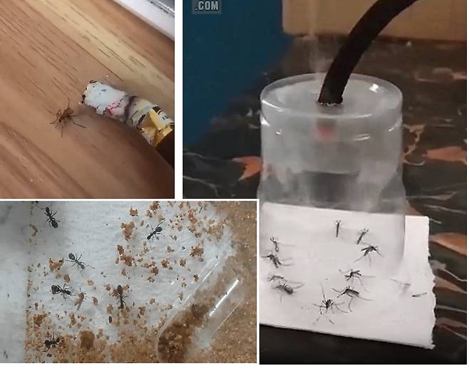 잔인할수록 또 기발할수록 인정을 받는다. 불에 태우거나, 질식사시키거나, 개미의 먹이감으로 던져준다(왼쪽 위부터 시계방향). /인터넷 캡처