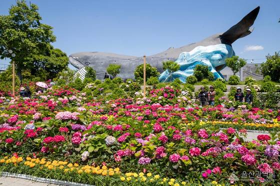울산 장생포에 수국이 만개하고 있다. 한때 고래잡이 항구였던 장생포는 이제 전국 최대 규모의 수국 마을이 됐다. 사진은 지난해 수국이 만개한 모습. 사진 울산시