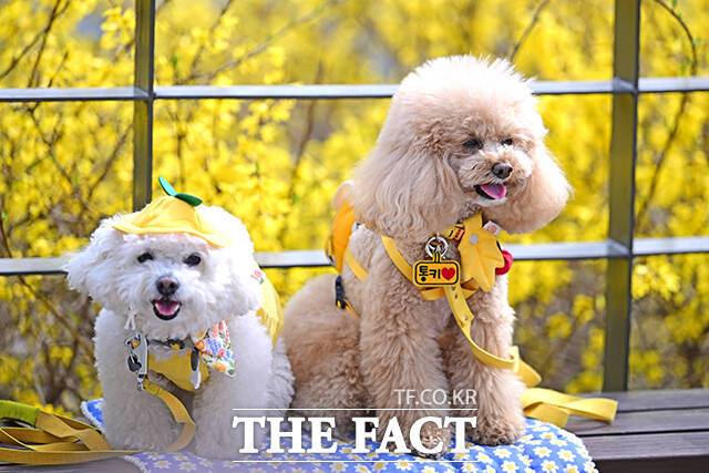 이재명 대통령의 공약 중 하나인 동물진료비 표준수가제 도입이 다양한 이해관계 문제로 인해 어려울 것이란 전망이 나오고 있다. /남윤호 기자