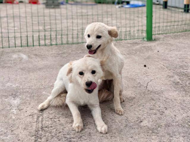 사흘째 방치된 상태에서 구조된 막스견 자매가 입양을 기다리고 있다. 상주시 동물보호센터 제공