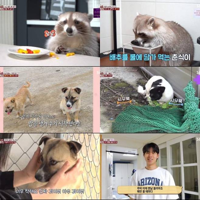 ‘TV동물농장’ 오빠만 보면 예민견… 최고 6% (사진: SBS)