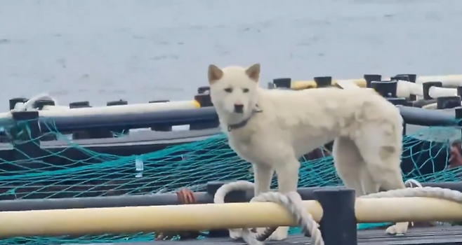 제주의 한 해상 가두리 양식 시설 위에서 고립된 채 사육된 진돗개가 동물단체에 구조됐다. (동물보호단체 '행복이네' 제공)