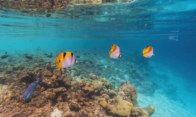지구온난화를 가속화하는 이산화탄소가 바다에 빠르게 흡수되면서 ‘해양 산성화’가 발생하는데, 이는 산호초와 기타 해양 서식지를 손상시킨다. 극단적인 경우 해양 생물의 껍질을 녹일 수도 있다. 게티이미지뱅크