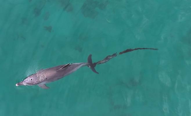 어제(9일) 제주시 구좌읍 한동리 바다에서 발견된 남방큰돌고래 '행운', 꼬리에 긴 폐어구가 감겨 있다. (다큐제주, 제주대학교 고래·해양생물보전연구센터 제공)