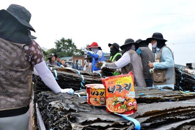 농심의 완도 다시마 구매 현장. /농심
