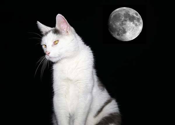 보름달이 뜨는 기간에 반려동물이 더 활동적이라는 이야기가 있다./사진=게티이미지뱅크