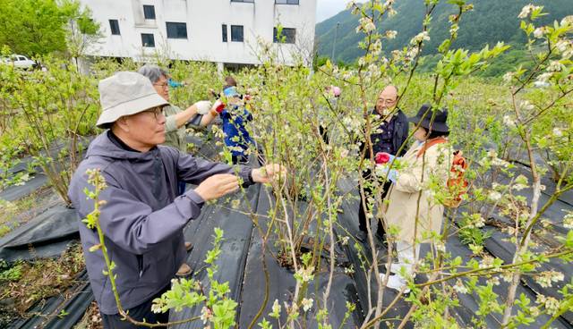 강원 인제 가리산리마을 살아보기(귀농형) 프로그램의 블루베리 순따기와 전지 체험 모습. 그린대로 누리집 캡처