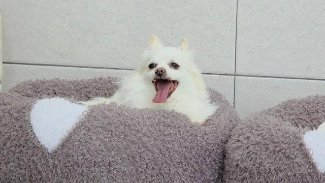 졸리의 자리인 푹신한 방석. 보호소 활동가들은 졸리가 이 방석보다 더 편한 가정이 있다는 사실을 하루빨리 깨닫길 바라고 있다. 동그람이 정진욱