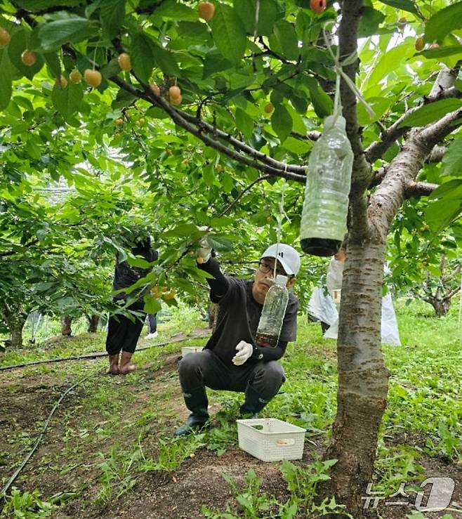 충북 증평군농업기술센터가 14일 주말을 반납한 전 직원과 함께 체리 재배 농가를 찾아 현장 교육을 진행했다.(증평군 제공, 재판매 및 DB금지)/뉴스1