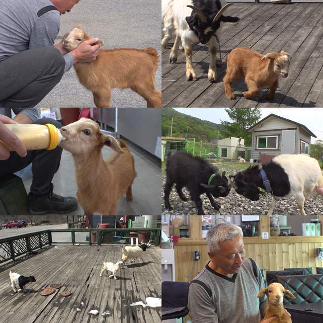 SBS ‘TV동물농장’