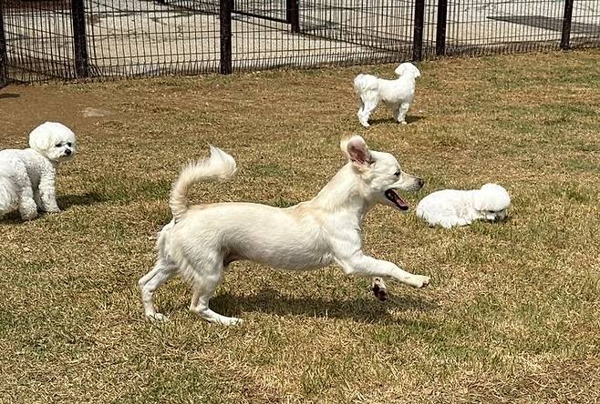 '바쁘다 바빠 견생사회!' 매일 신나게 뛰노느라 바쁜 포키(인스타그램 brownpokyland 제공) ⓒ 뉴스1