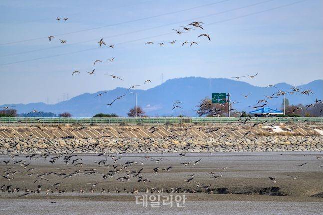 충남 서천군 금강하구둑 일대에서 기러기들이 비상하고 있다. ⓒ데일리안 배군득 기자