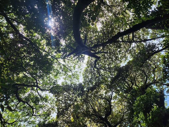 전남 고흥 쑥섬.