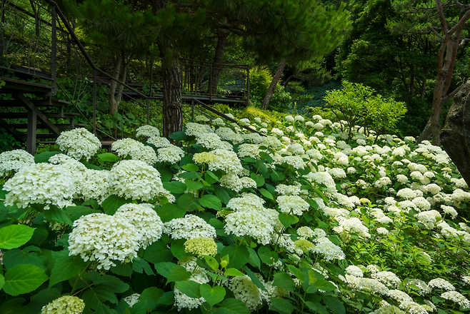 곤지암 화담숲 수국