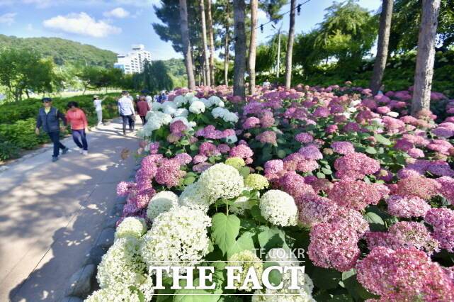 지난해 펼쳐진 공주 유구색동수국정원 꽃 축제 장면. /공주시