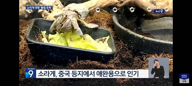 IMG_8963.jpeg "가방에서 \'바스락\'"… 일본서 소라게 5,200마리 밀반출 중국인 검거