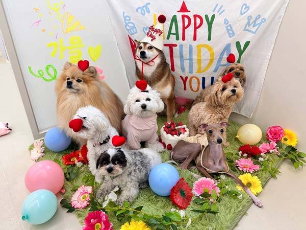 강아지 유치원이 반려견 사회화에 도움이 되지만, 일부 경우에는 부정적인 영향을 줄 수 있다./사진=A씨 제공