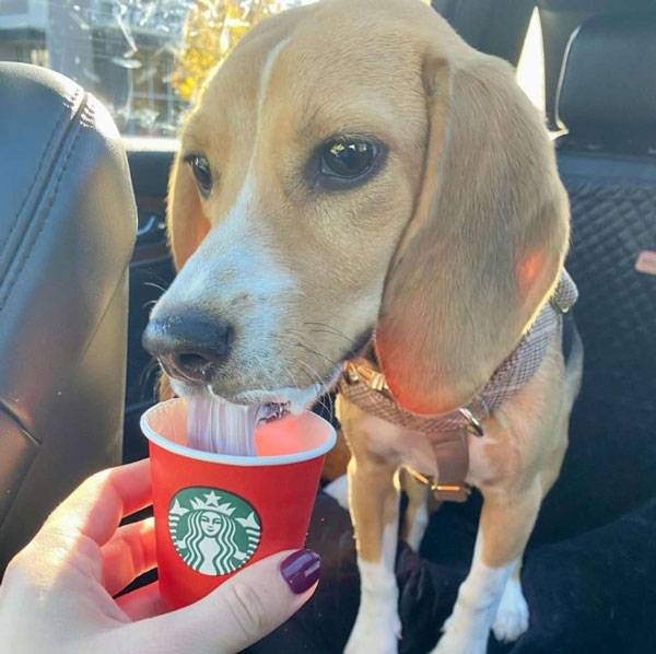 반려견에게 멍푸치노를 급여할 때는 반려견이 평소 소화 문제를 겪지 않았는지 점검하고 한 컵 이상 급여하지 않아야 한다./사진=인스타그램 @_honey.the.beagle_ 캡처