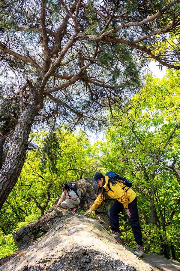 바위 틈에서 보물을 찾고 있다. 이렇게 유심히 살피며 오르는 산행은 처음이다. 새로운 것들이 보인다.