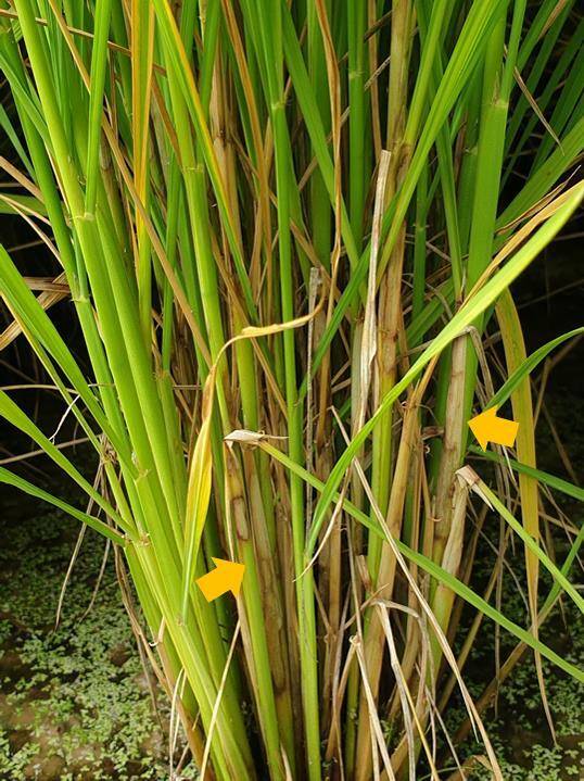 잎집무늬마름병에 감염된 벼. 농촌진흥청