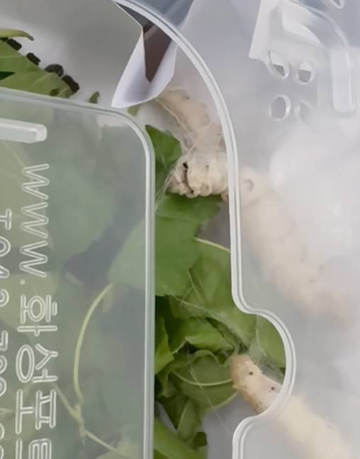 사진 출처=손예진 부계정