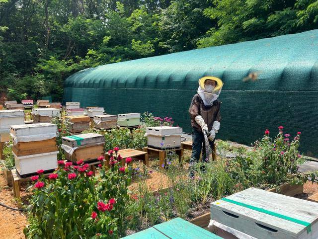 어반비즈서울 양봉장 내 활동가가 밀원식물에 물을 주고 있다. 고은경 기자