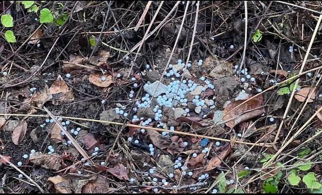 현역 해병대 2명을 포함한 20대 남성 3명이 식당에서 기르는 개 4마리를 향해 비비탄을 난사해 1마리가 죽고 2마리가 중상을 입는 사건이 발생했다. 사진은 현장에서 발견된 비비탄. /사진=비글구조네트워크 인스타그램