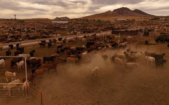 멕시코산 소의 기생파리 발병으로 미국이 멕시코산 소 수입을 중단했다. 사진은 2025년 5월 15일 멕시코 누에보 팔로마의 치와와 지역 축산 연합에서 미국 수출을 위해 대기 중인 소떼. 로이터 연합뉴스