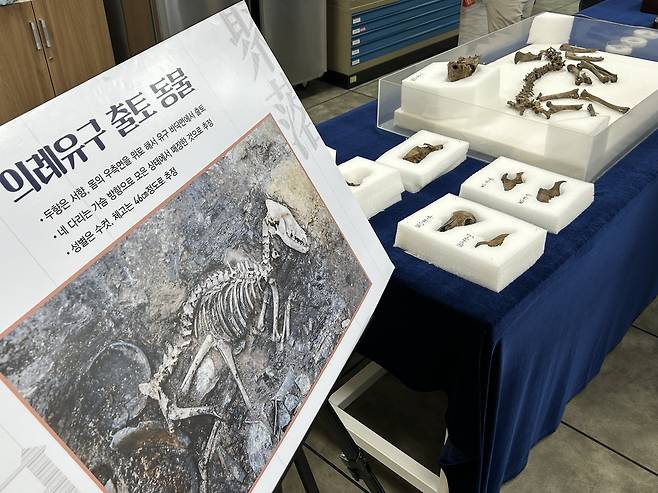 경주 월성에서 발견된 개 뼈 (경주=연합뉴스) 김예나 기자 = 지난 11일 경북 경주시 신라월성연구센터 숭문대에서 공개된 월성 남성벽 출토 개 뼈 모습. 국립경주문화유산연구소는 3세기 사로국 시기에 의례를 지내며 묻은 것으로 추정되는 개 뼈를 중심으로 월성 출토 개의 유전자를 분석하고 연구할 예정이다. 2025.6.18
yes@yna.co.kr