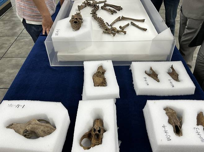 경주 월성에서 발견된 개 뼈 (경주=연합뉴스) 김예나 기자 = 지난 11일 경북 경주시 신라월성연구센터 숭문대에서 공개된 월성 남성벽 출토 개 뼈 모습. 국립경주문화유산연구소는 3세기 사로국 시기에 의례를 지내며 묻은 것으로 추정되는 개 뼈를 중심으로 월성 출토 개의 유전자를 분석하고 연구할 예정이다. 2025.6.18
yes@yna.co.kr