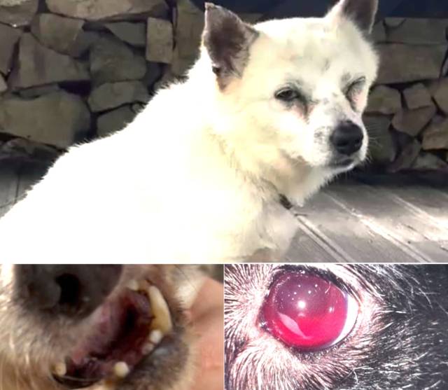 현역 해병대원 등이 쏜 비비탄총에 맞아 크게 다친 반려견들. 이빨이 부러지고 안구가 손상됐다. 비글구조네트워크 인스타그램 캡처