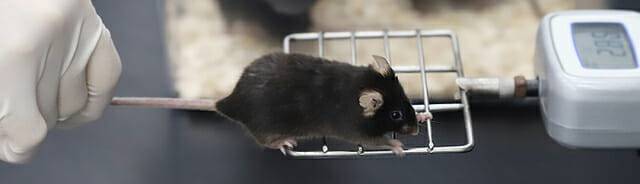 실험용 마우스의 근육 힘을 측정하는 실험모습.(사진=생명연)