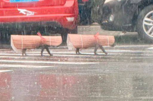 우비입은 강아지들이 주인의 뒤를 따르고 있다. 에펨코리아