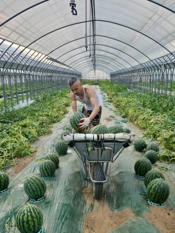 지난 6월 17일 충북 음성군의 한 농민이 수박을 수확하고 있다. 독자 제공