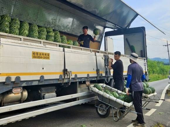 수확한 수박을 서울 가락시장으로 보내기 위해 트럭에 옮겨 싣는 모습. 독자 제공